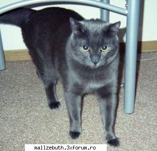 Animalele si oamenii - i had a cat once..she ate a poisoned - Discutii generale