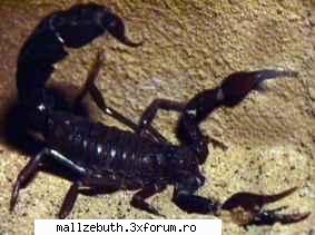 Astrologie - dah eu sunt scropion sau o scorpie - Ocultism si Magie