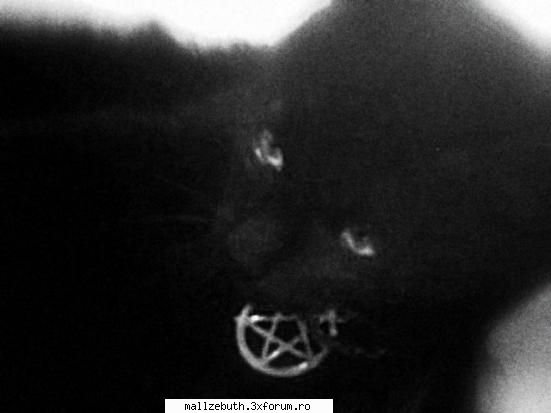 Prezentari - era sa uit ..... meet my cat : goth - Discutii generale